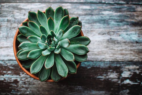 6 Plants To Bring Good Fortune To The House According To Feng Shui